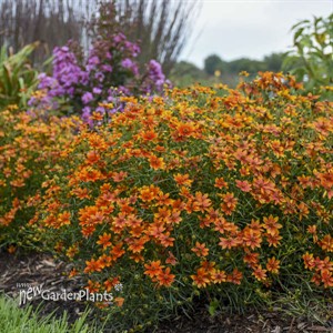 Coreopsis verticillata 'Crazy Cayenne' SIZZLE & SPICE® Series