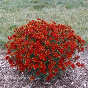 Coreopsis verticillata 'Crazy Cayenne' SIZZLE & SPICE® Series