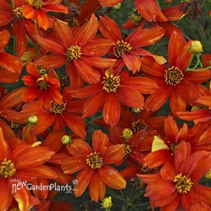 Coreopsis verticillata 'Crazy Cayenne' SIZZLE & SPICE® Series