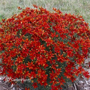 Coreopsis verticillata 'Crazy Cayenne' SIZZLE & SPICE® Series