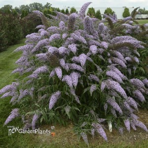Buddleia 'Grand Cascade' Cascade Collection