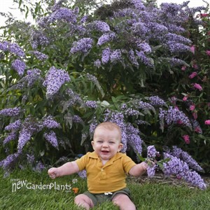 Buddleia 'Grand Cascade' Cascade Collection