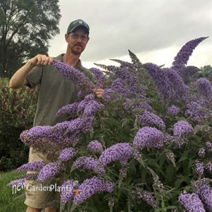 Buddleia 'Grand Cascade' Cascade Collection