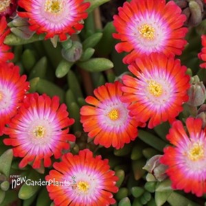'Grenade' Ice Plant