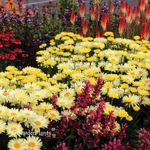 ‘Goldfinch’ Shasta Daisy