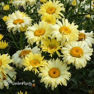 ‘Goldfinch’ Shasta Daisy