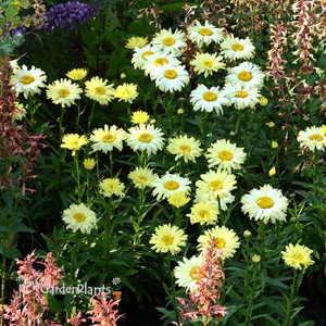 ‘Goldfinch’ Shasta Daisy