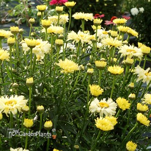 ‘Goldfinch’ Shasta Daisy