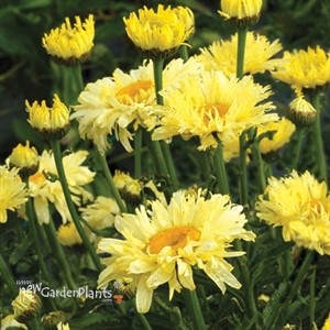 ‘Goldfinch’ Shasta Daisy