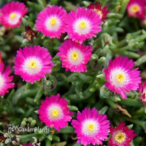Delosperma Jewel of Desert 'Amethyst'