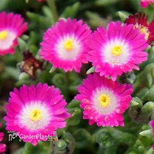 Delosperma Jewel of Desert 'Amethyst'