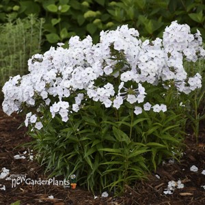 Phlox 'Fashionably Early Crystal' Fashionably Early Series