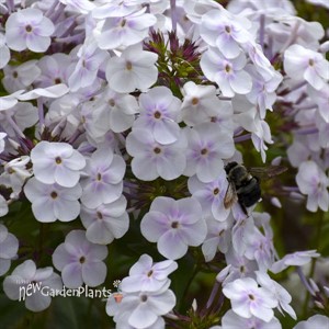 Phlox 'Fashionably Early Crystal' Fashionably Early Series