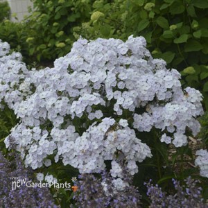 Phlox 'Fashionably Early Crystal' Fashionably Early Series