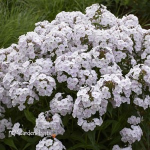 Phlox 'Fashionably Early Crystal' Fashionably Early Series