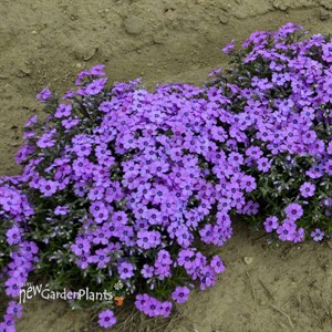 Phlox s. 'Eye Shadow' 