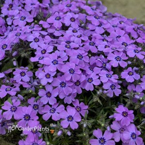 Phlox s. 'Eye Shadow' 