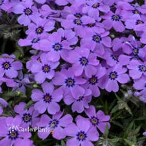 Phlox s. 'Eye Shadow' 