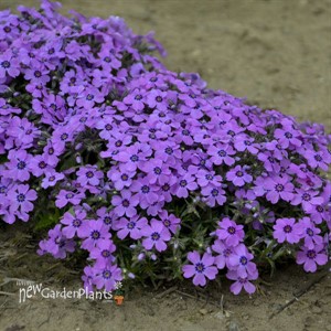 Phlox s. 'Eye Shadow' 
