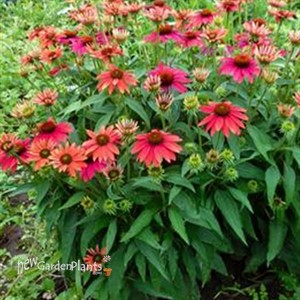 Echinacea Sombrero® Tres Amigos