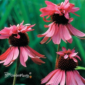Echinacea p. 'Doubledecker'