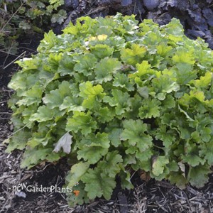 Heuchera 'Lemon Love' PPAF