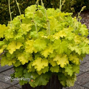 Heuchera 'Lemon Love' PPAF