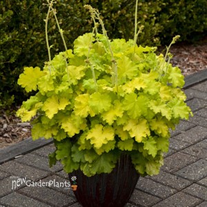 Heuchera 'Lemon Love' PPAF