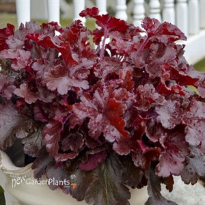 Heuchera 'Cherry Truffles' DOLCE® series