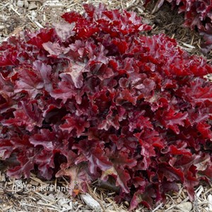 Heuchera 'Cherry Truffles' DOLCE® series