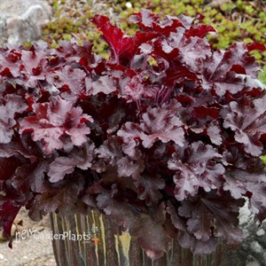 Heuchera 'Cherry Truffles' DOLCE® series