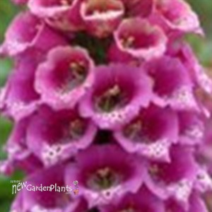 'Candy Mountain' Foxglove