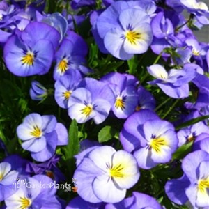 Viola Halo Sky Blue