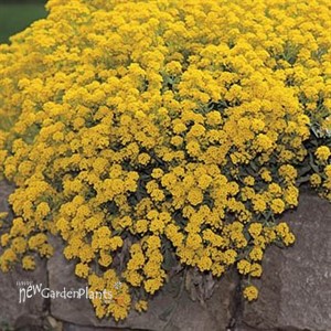 Perennial Alyssum 'Golden Spring'