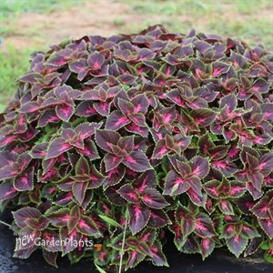 Coleus 'Main Street Fifth Avenue' 