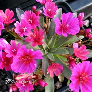 Lewisia l. 'Little Raspberry' 
