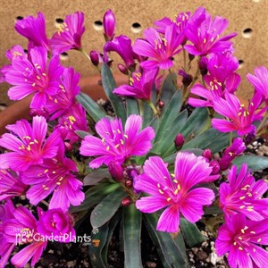 Lewisia l. 'Little Raspberry' 