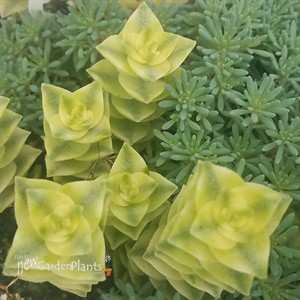 Crassula pagoda 'Variegata'