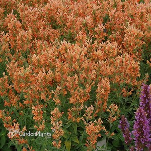 Agastache POQUITO Orange