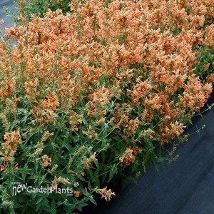 Agastache POQUITO Orange