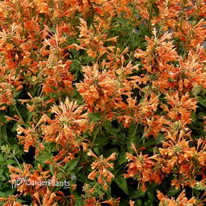Agastache POQUITO Orange