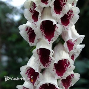 'Pam's Choice' Foxglove