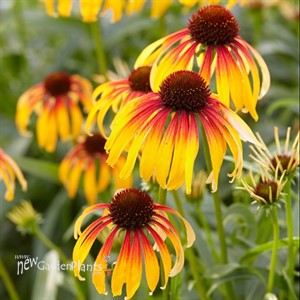 Fiery Meadow Mama Coneflower