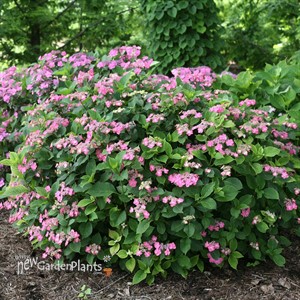 TUFF STUFF™ Red Hydrangea - Mountain