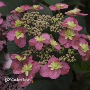 TUFF STUFF™ Red Hydrangea - Mountain
