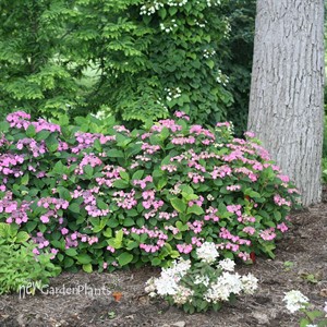 TUFF STUFF™ Red Hydrangea - Mountain