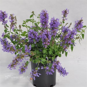 Agastache Sunrise 'Blue'