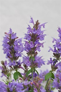 Agastache Sunrise 'Blue'