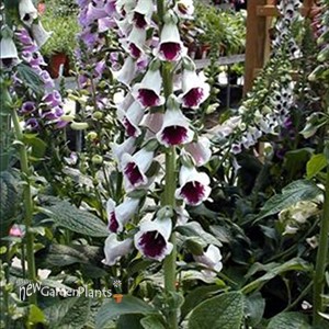 'Pam's Choice' Foxglove
