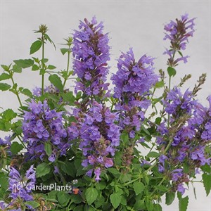 Agastache Sunrise 'Blue'
